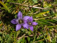 Zwei Blüten des Deutschen Enzian